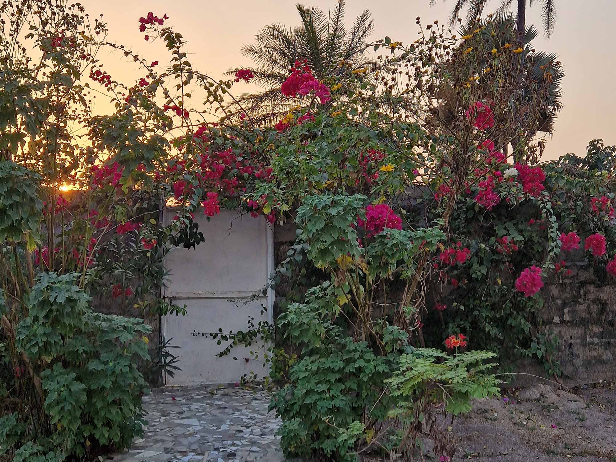 Blumen im Garten