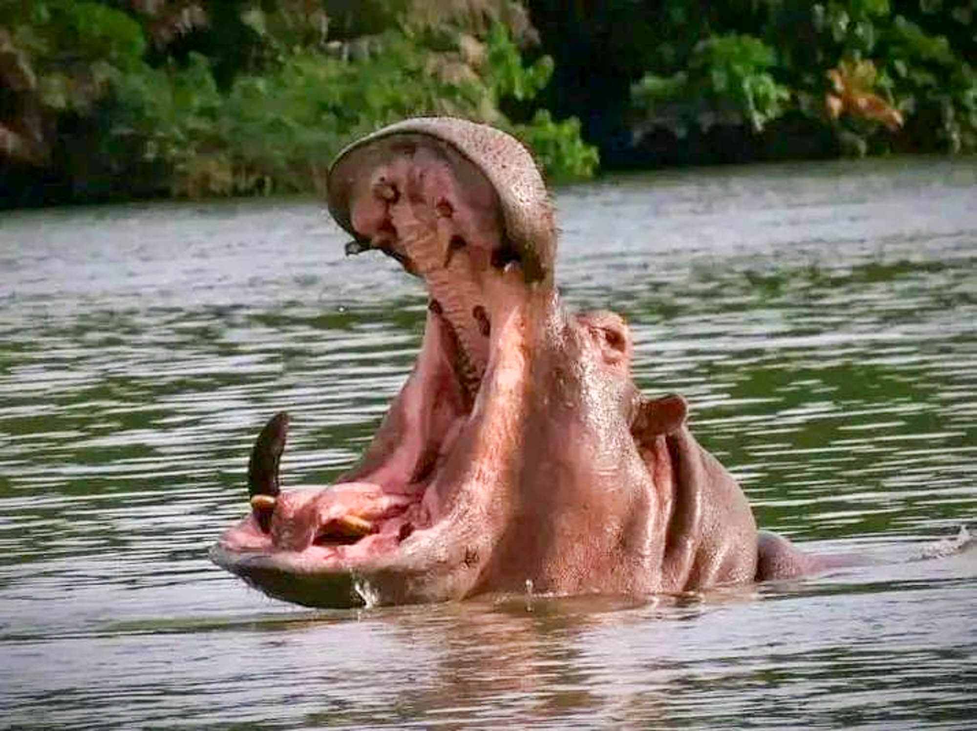 Ein Flusspferd