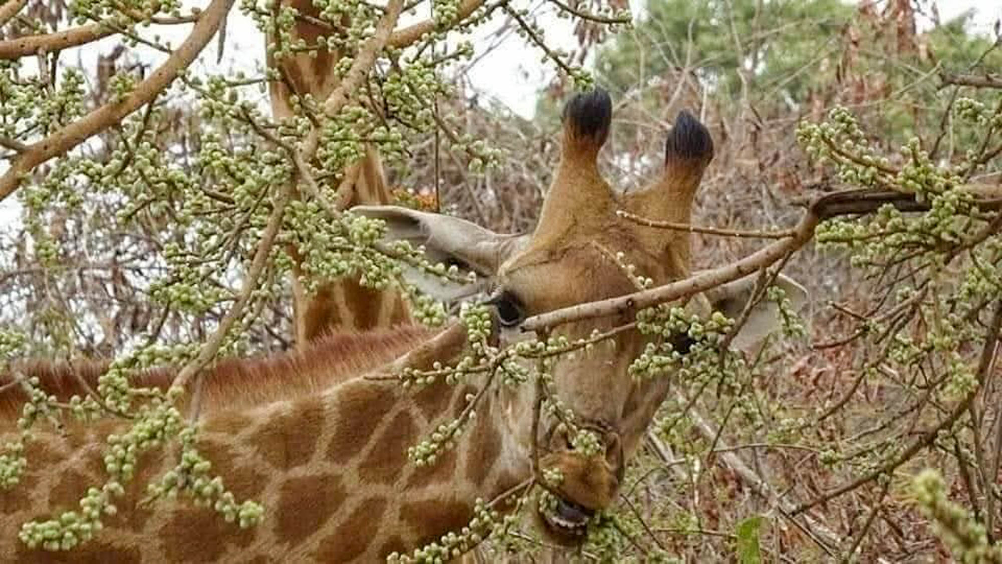 Giraffe