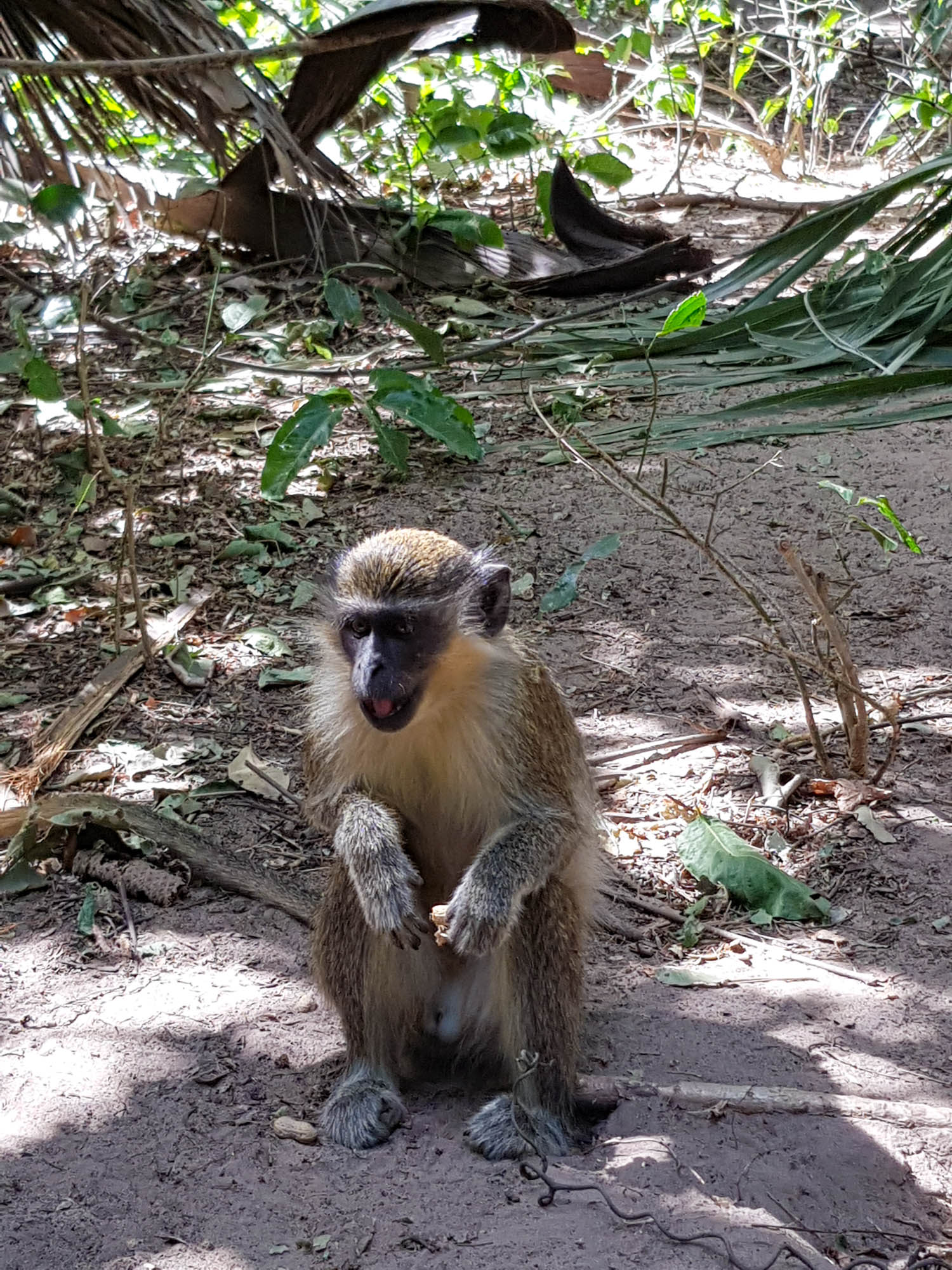 Affe im Monkey Park
